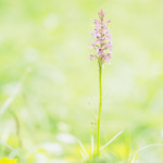 Fuchsknabenkraut von oben abgedunkelt und seitlich aufgehellt