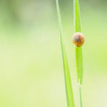 Schneckenhaus - es müssen nicht immer nur Blumen sein.