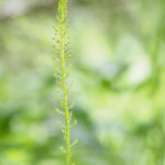 Einblatt - Malaxis Monophyllos