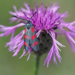 Nach einem Regenschauer hielt das Widderchen für ein Focus-Stacking ausreichend lange still.