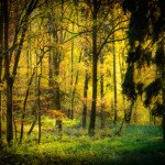 Das Gewinnerbild des Wettbewerbs "Unsere Stadt im Bild": "Goldener Herbst" von Josef Lampl